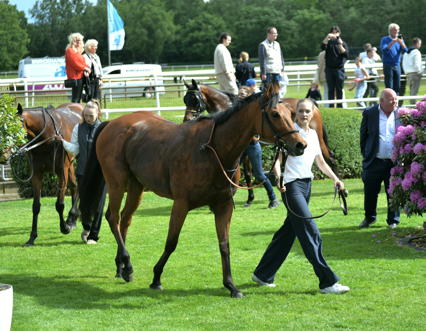 Rufolo im Absattelring in Hannover 18.05.2025 Foto:Privat