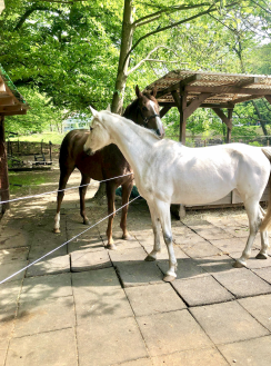 Worrick in seinem neuen Zuhause nach der Rennkarriere © privat